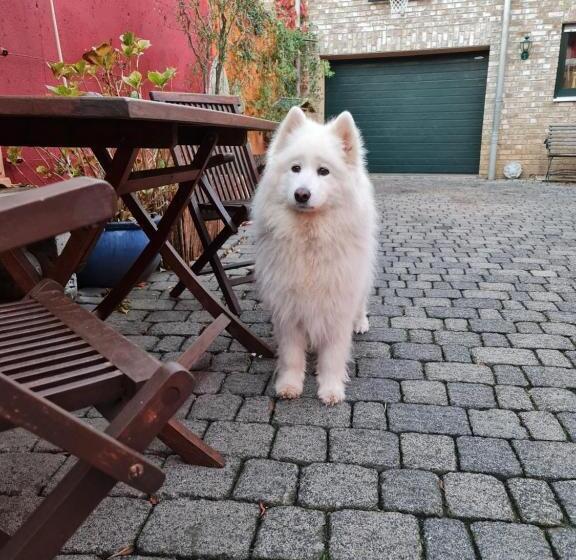 Schönste Lage Am Rhein In Unmittelbarer Stadtnähe, B & B