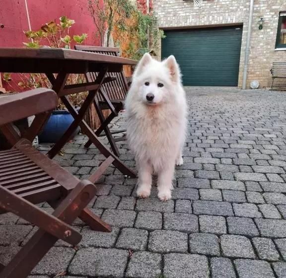 Schönste Lage Am Rhein In Unmittelbarer Stadtnähe, B & B