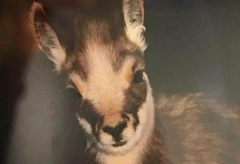 Aamiaismajoitus (B&B) Le Chalet