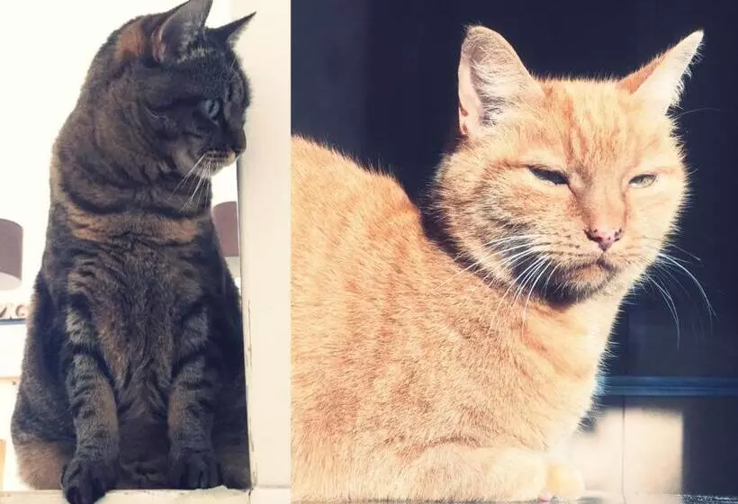 Aamiaismajoitus (B&B) Private Studio With Free Car Parking