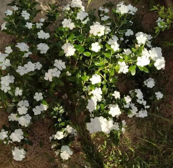 Majatalo Khum Thong Resort