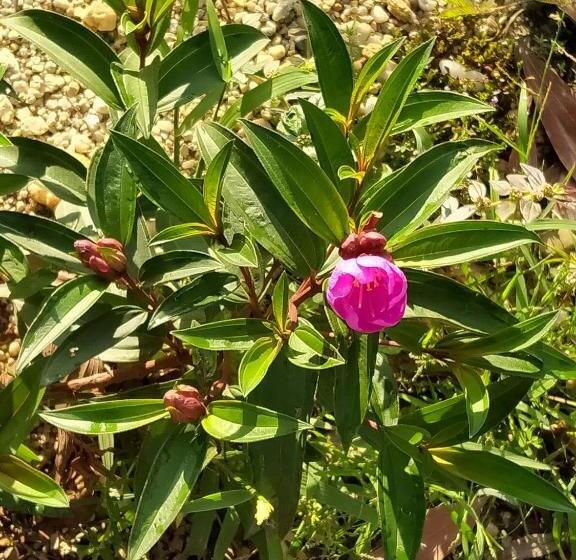 פנסיון Khum Thong Resort