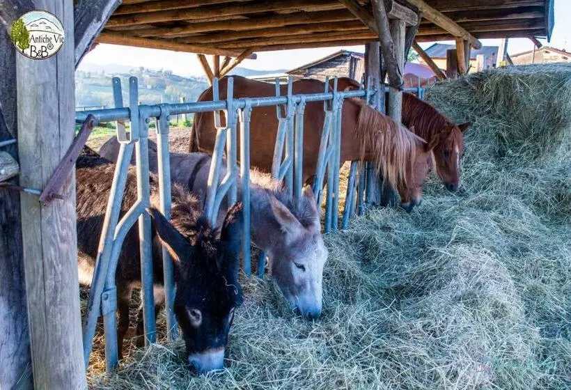 Antiche Vie B&b