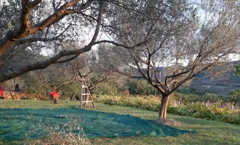 Aamiaismajoitus (B&B) Il Glicine