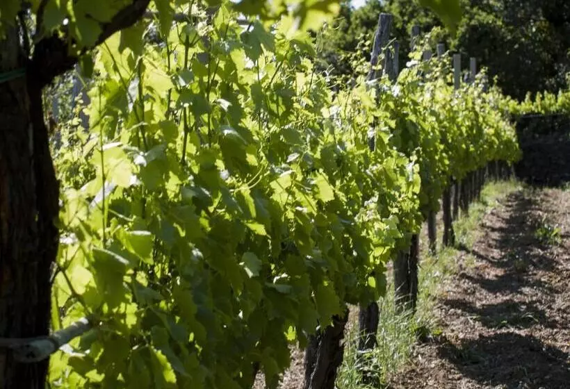 Aamiaismajoitus (B&B) Il Glicine