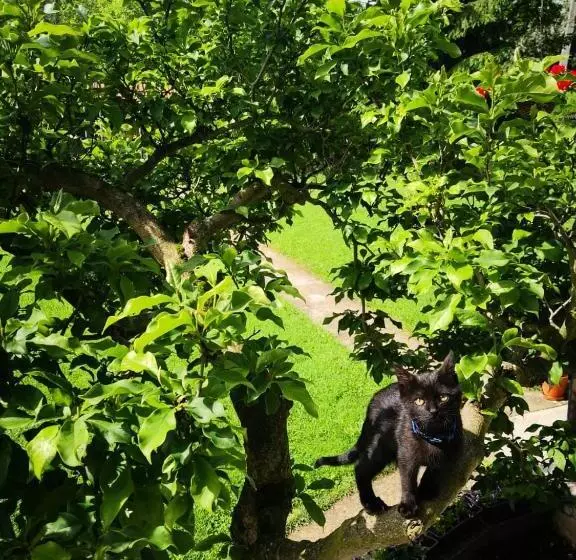 Majatalo Mánfa Gyöngy Vendégház