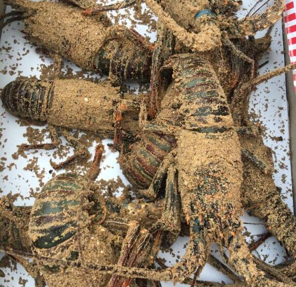 بنسيون Nias Kristov Surf Camp