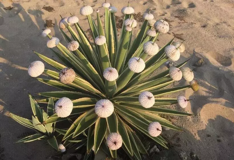 Aamiaismajoitus (B&B) Casa De La Costa