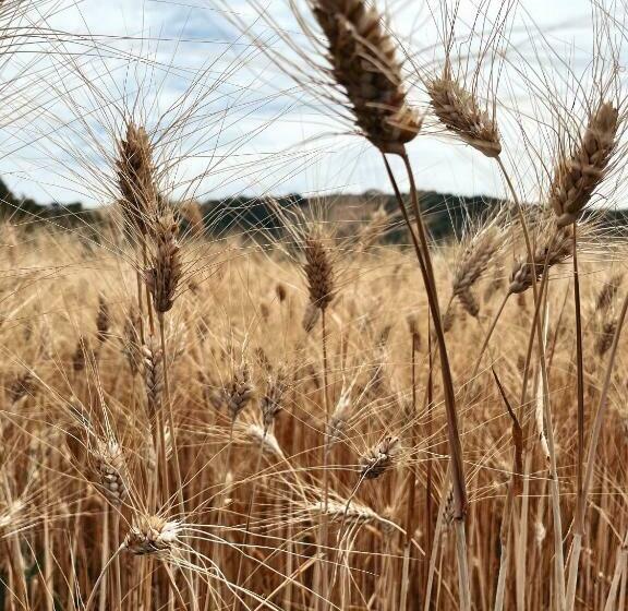 צימר La Casa Degli Artisti