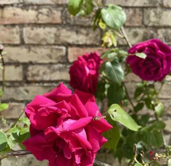 تختخواب و صبحانه La Casa Degli Artisti