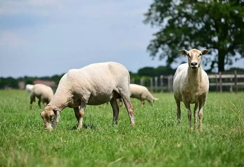 De Lakenvelder B&b Eersel