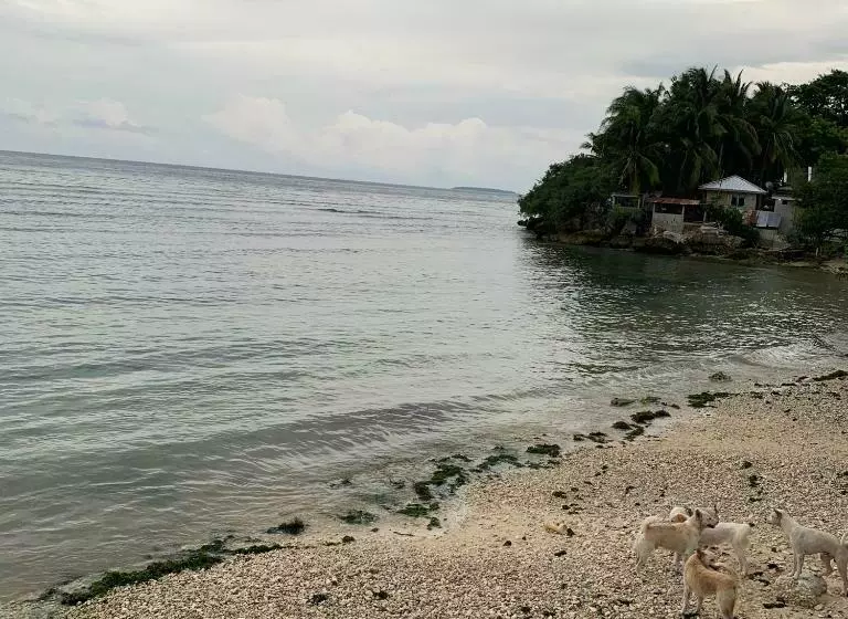 ペンション Luna Oslob Travellers Inn Beach Front