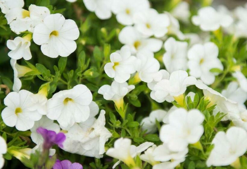 مبيت وإفطار Casa Fiore Zandvoort