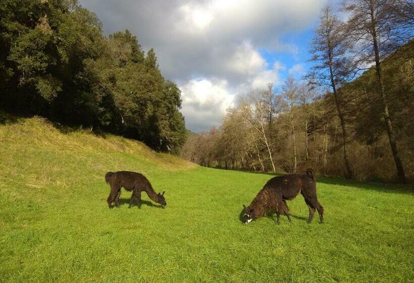 Bed and Breakfast Chambre Cévennes: Piscine, Lamas, Rivière