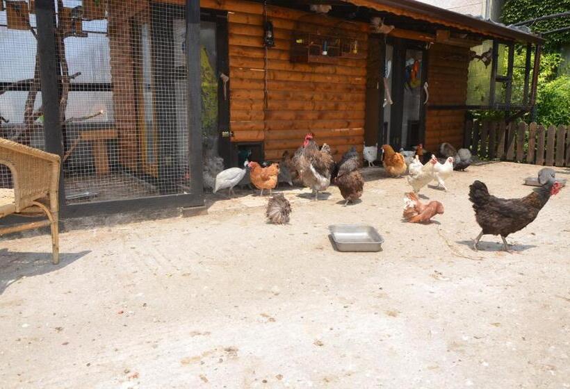 پانسیون Guest House Amazonia