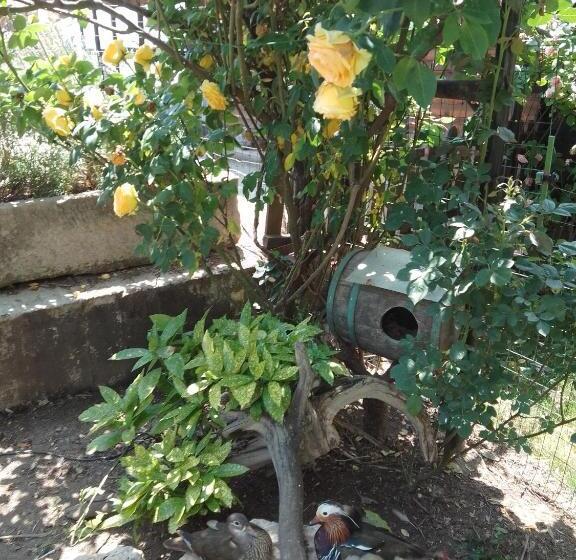 پانسیون Guest House Amazonia