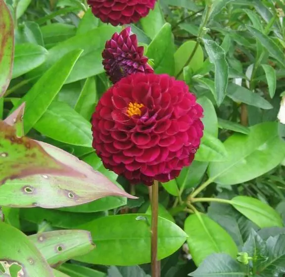 Sunflower Bed & Breakfast