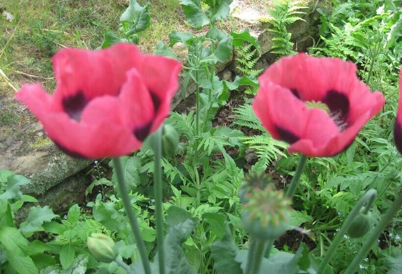 Sunflower Bed & Breakfast