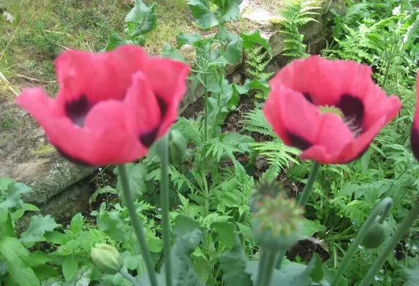 Sunflower Bed & Breakfast