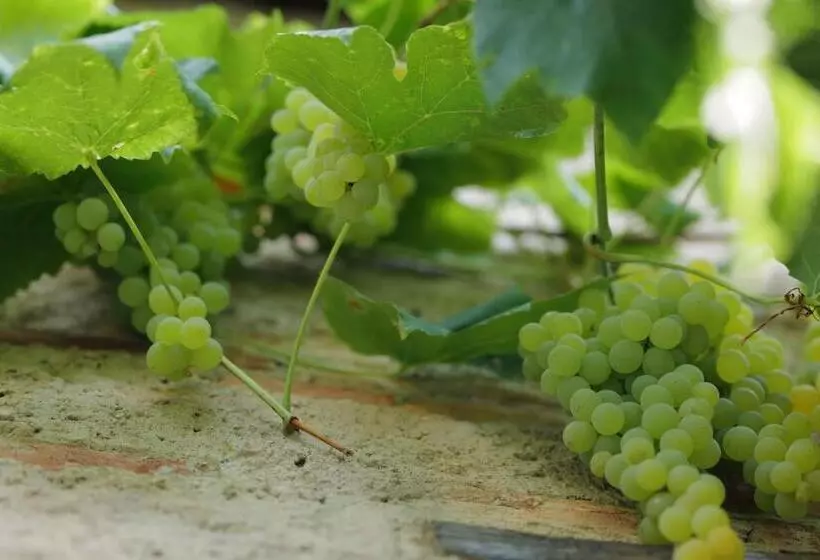 B&b Cascina La Cinciallegra