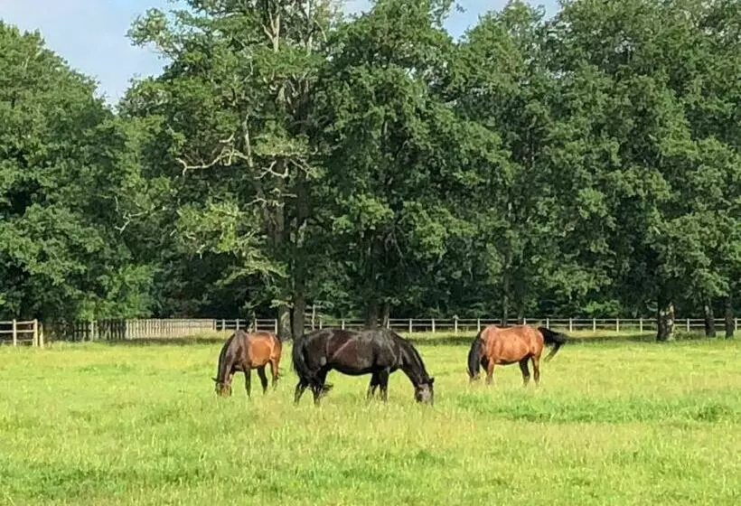 Aamiaismajoitus (B&B) Haras Du Vignault Le Bûcher