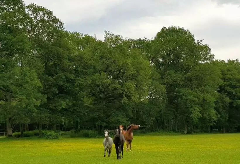 Aamiaismajoitus (B&B) Haras Du Vignault Le Bûcher