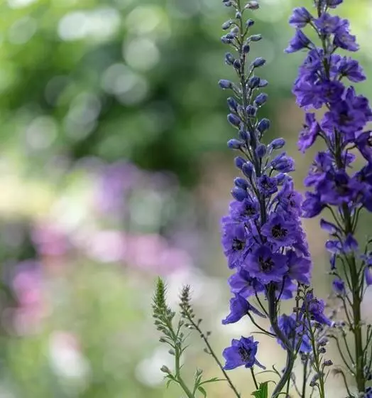 Beeltjens B&b: Wolf&belle