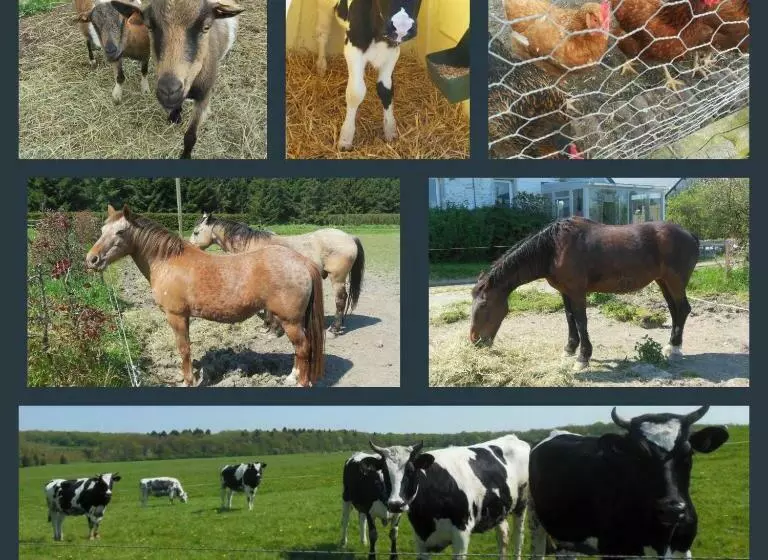 Majatalo Chambre Poésie