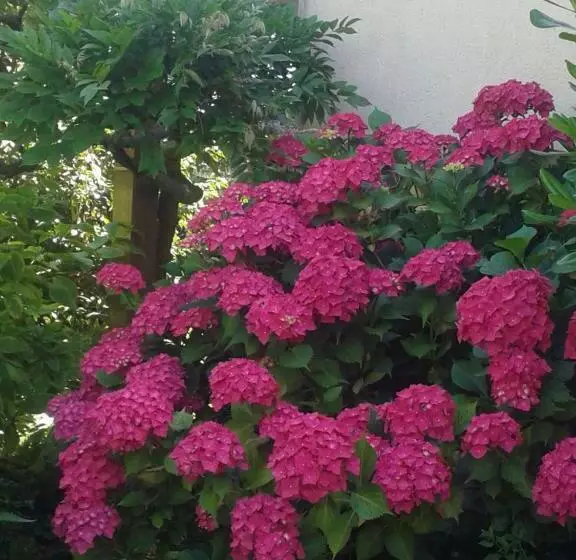 Aamiaismajoitus (B&B) Le Champ Du Petit Bois