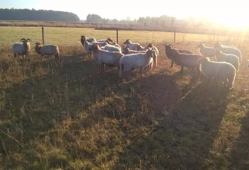 ベッドアンドブレックファースト Pipowagen Elsebein Groningen Westerwolde Unieke Ligging Met Eigen Tuin En Vrij Uitzicht Over Veld Na