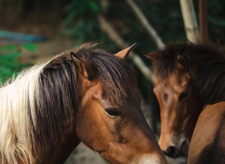 בית מלון כפרי Kachonghills Tented Resort Trang