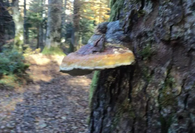 ペンション Casa Haiducilor