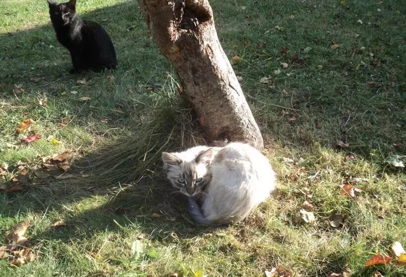 ペンション Casa Haiducilor