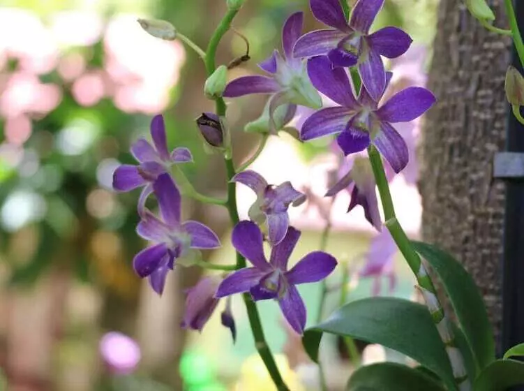 בית מלון כפרי Palita Lodge   Sha Plus