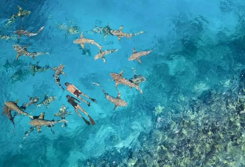 Anantara Veli Maldives Resort   Special Offer On Transfer Rates For Summer 2024