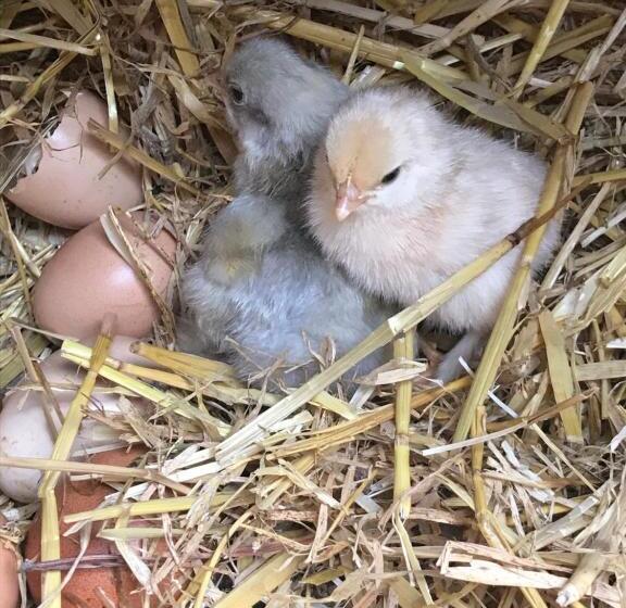 مبيت وإفطار Féerie Love