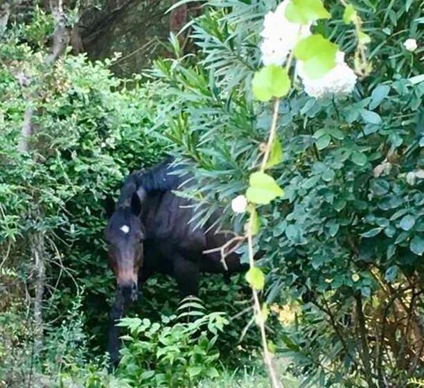 مبيت وإفطار Féerie Love