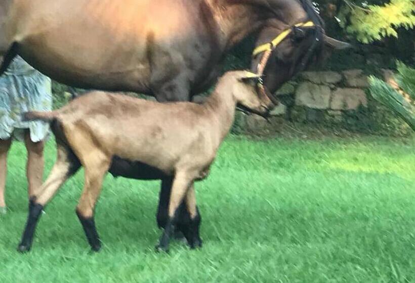 مبيت وإفطار Féerie Love