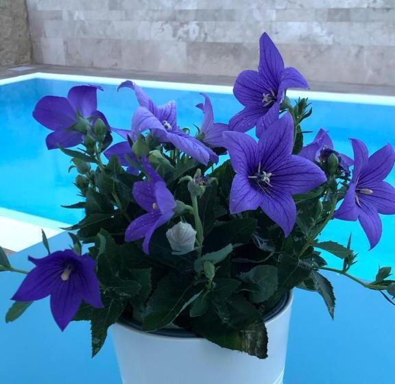 פנסיון Ofra Matera