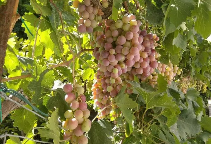 تختخواب و صبحانه Capinera