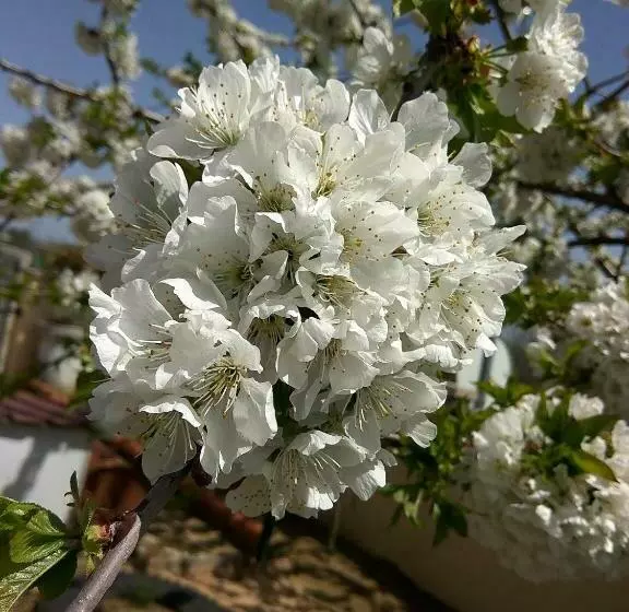 Aamiaismajoitus (B&B) Joaquim Do Norte