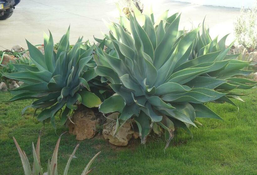 ベッドアンドブレックファースト Vivenda L Olivier