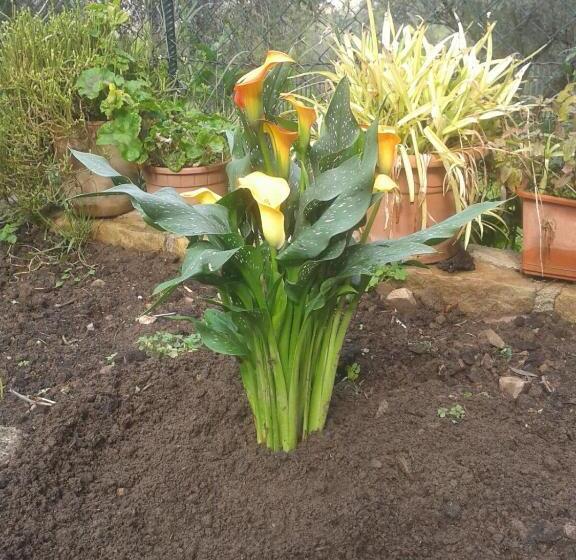 בית מלון כפרי Villa Tiberio