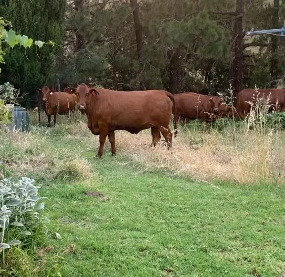 Amazing Views Pet Friendly Bed And Breakfast