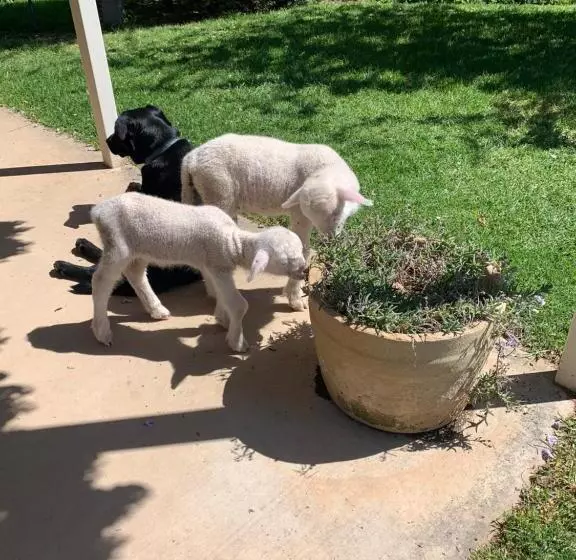 Amazing Views Pet Friendly Bed And Breakfast