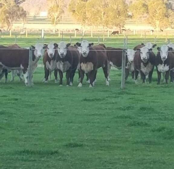 住宿加早餐  King River Cottage