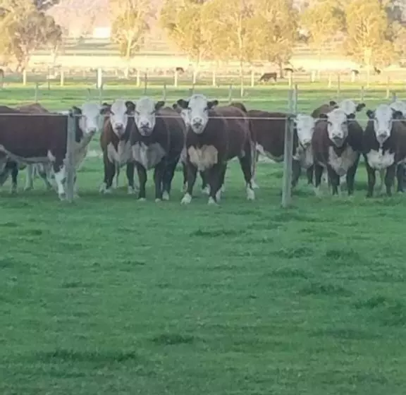 Aamiaismajoitus (B&B) King River Cottage