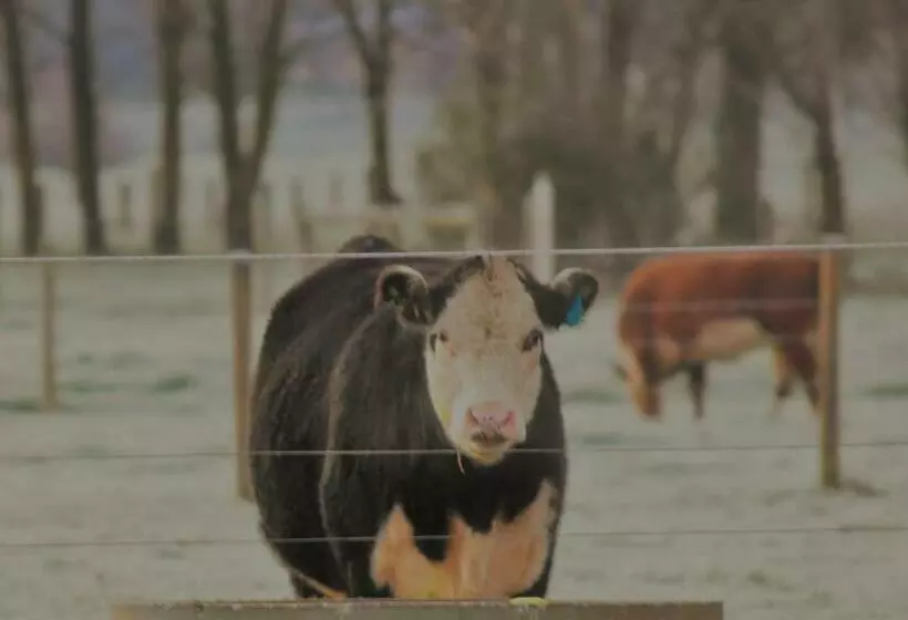 Aamiaismajoitus (B&B) King River Cottage