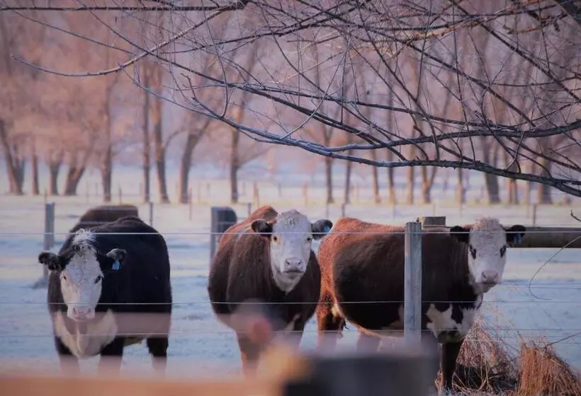 Aamiaismajoitus (B&B) King River Cottage