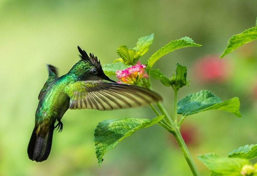 تختخواب و صبحانه Gite Mayo & Hylode S Song